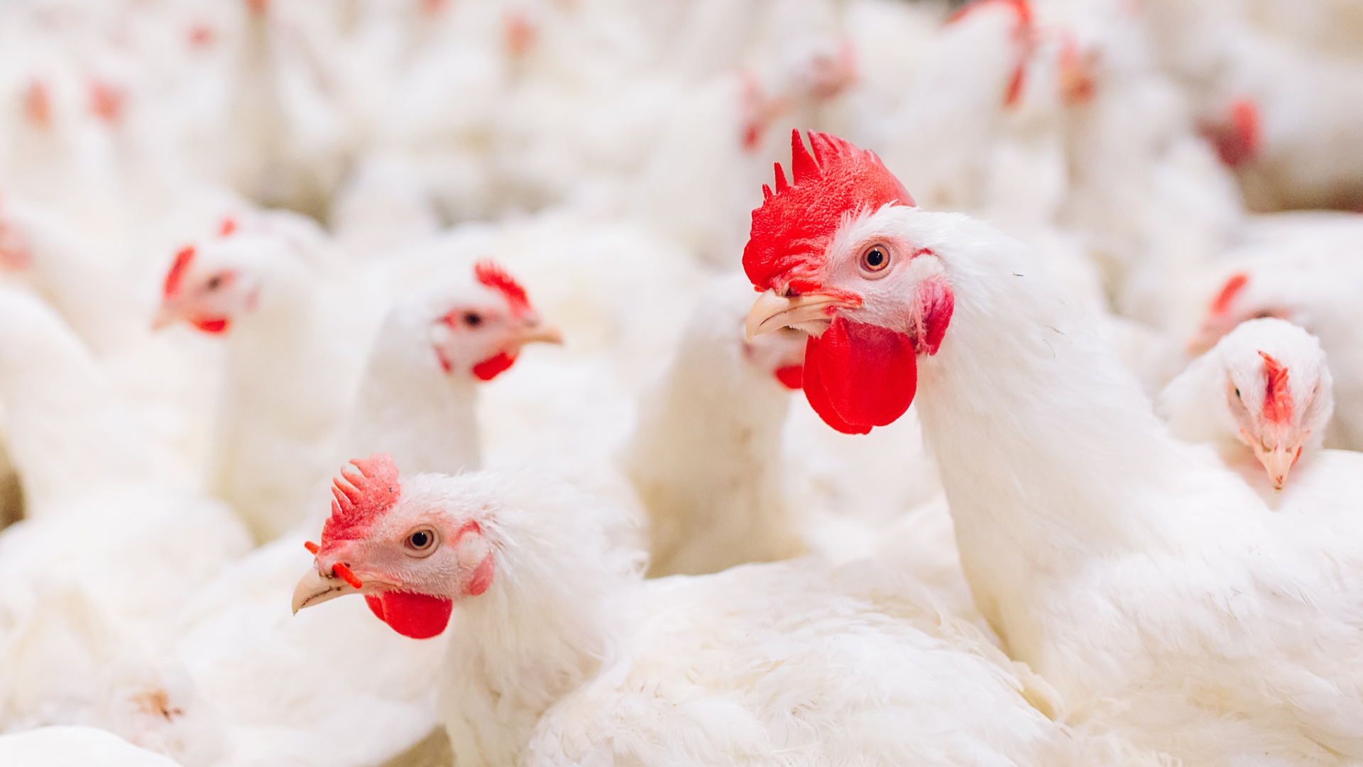 Programme de démarrage poulet de chair